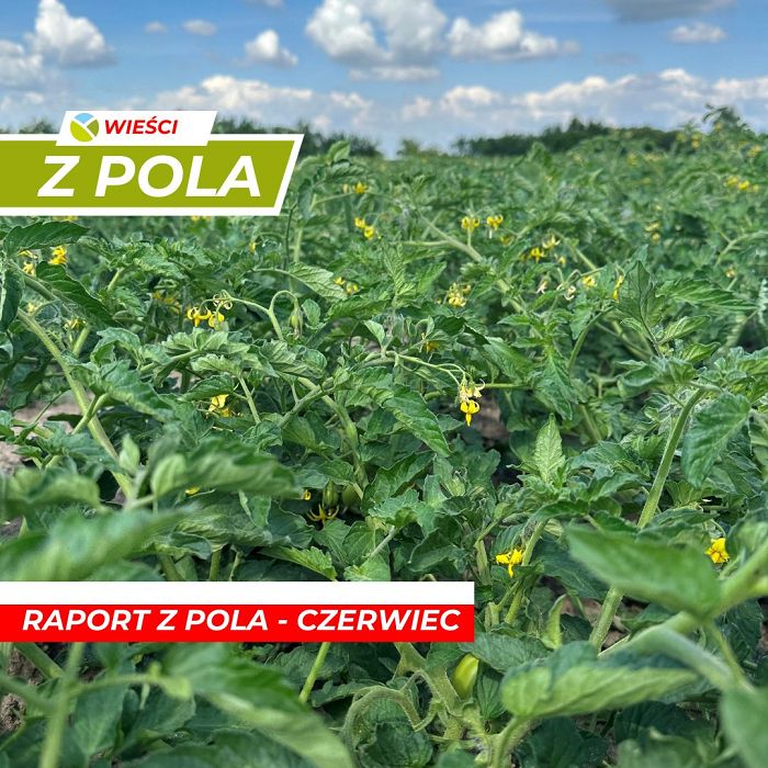 Raport z pola - czerwiec 2023