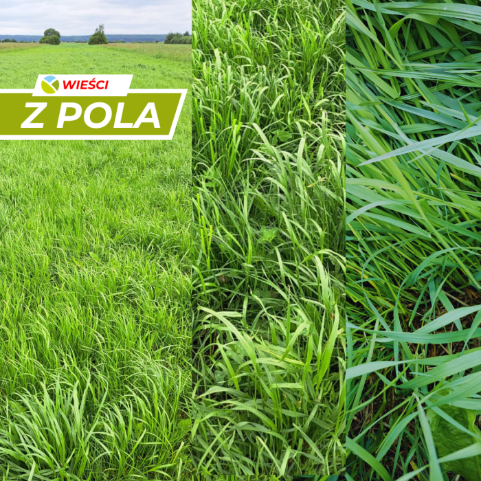 Gdy z roku na rok plon spada – co naprawdę dzieje się z łąką?